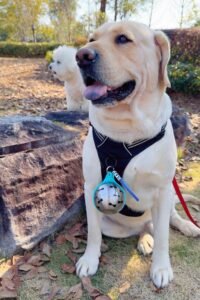 - 2-in-1 Portable Silicone Dog Water Bottle